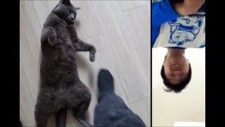 近寄っただけで攻撃してくる狂暴猫 (猫目線の映像入り)
