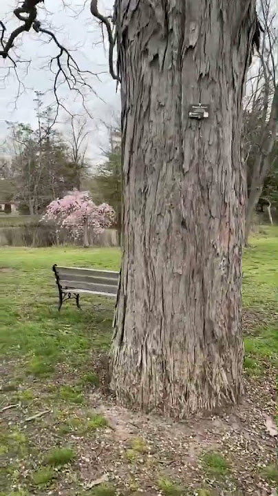 Kodi Idai Nanathil கொடியிடை நாணத்தில் #ilayaraja #spb #spbsmilingsong #guessthestartinggame #sjanaki