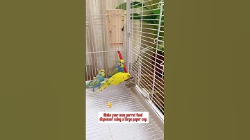 Make your own parrot food dispenser using a large paper cup. #birds #parrots #pets #parrot #shorts