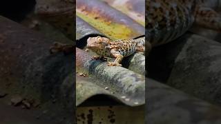 On The Roof #shorts #gecko #lizard
