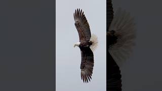 Amazing Eagle Footage - This Is How You Make an Entrance