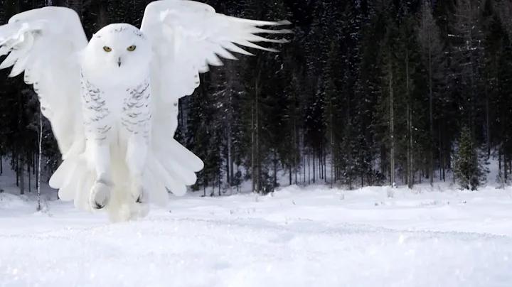 Snowy Owls | Why Is It The Most Skilled Arctic Predator? | Wildlife Documentary - DayDayNews