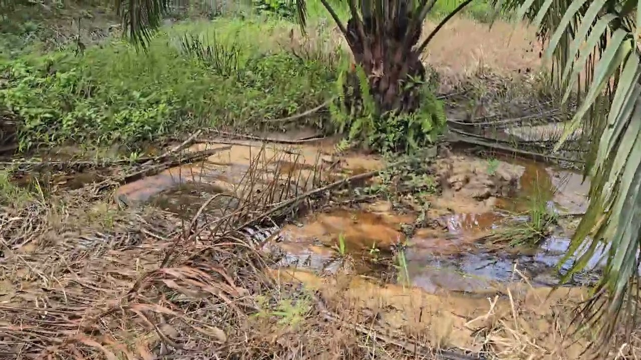 SOCFINDO LAME PELEPAH PENDEK DAN BERBUAH LEBAT