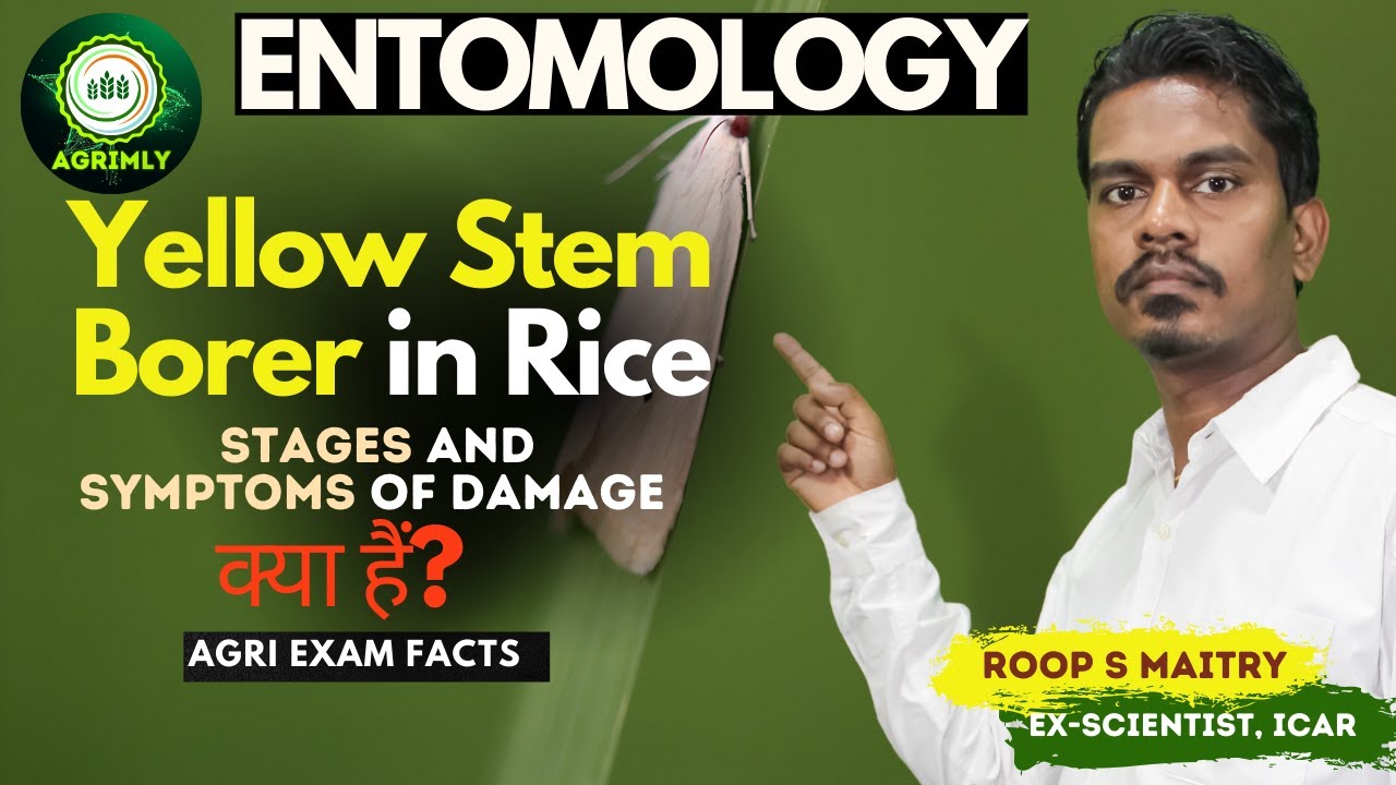 Stages and Symptoms of Damage Yellow Stem Borer in Rice // Entomology