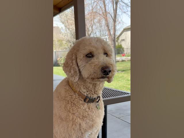 Should’ve brought treats.. #dogs #dogcomedy
