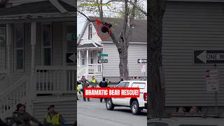 Dramatic Bear Rescue Caught on Camera‼️ #shorts #viral