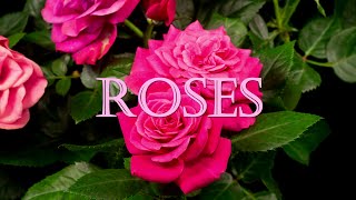 World's Most Beautiful Roses in 4k UHD: Relaxing Rose Garden Compilation Scenic Nature Music ASMR screenshot 4