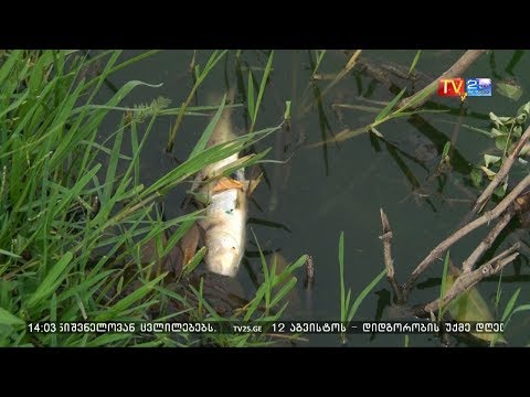 დახოცილი თევზები არდაგანის ტბაში
