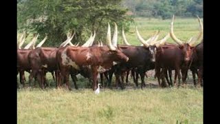 Ankol Watsi - English information of origination of Ankol Watsi | अंकोल वतुसी| Long Horn Cow