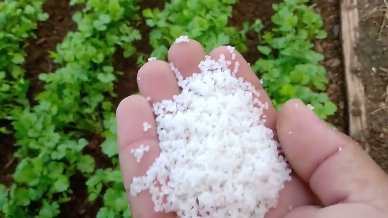 3forma de aplicar o ureia no COENTRO 1 forma ☘️☘️☘️