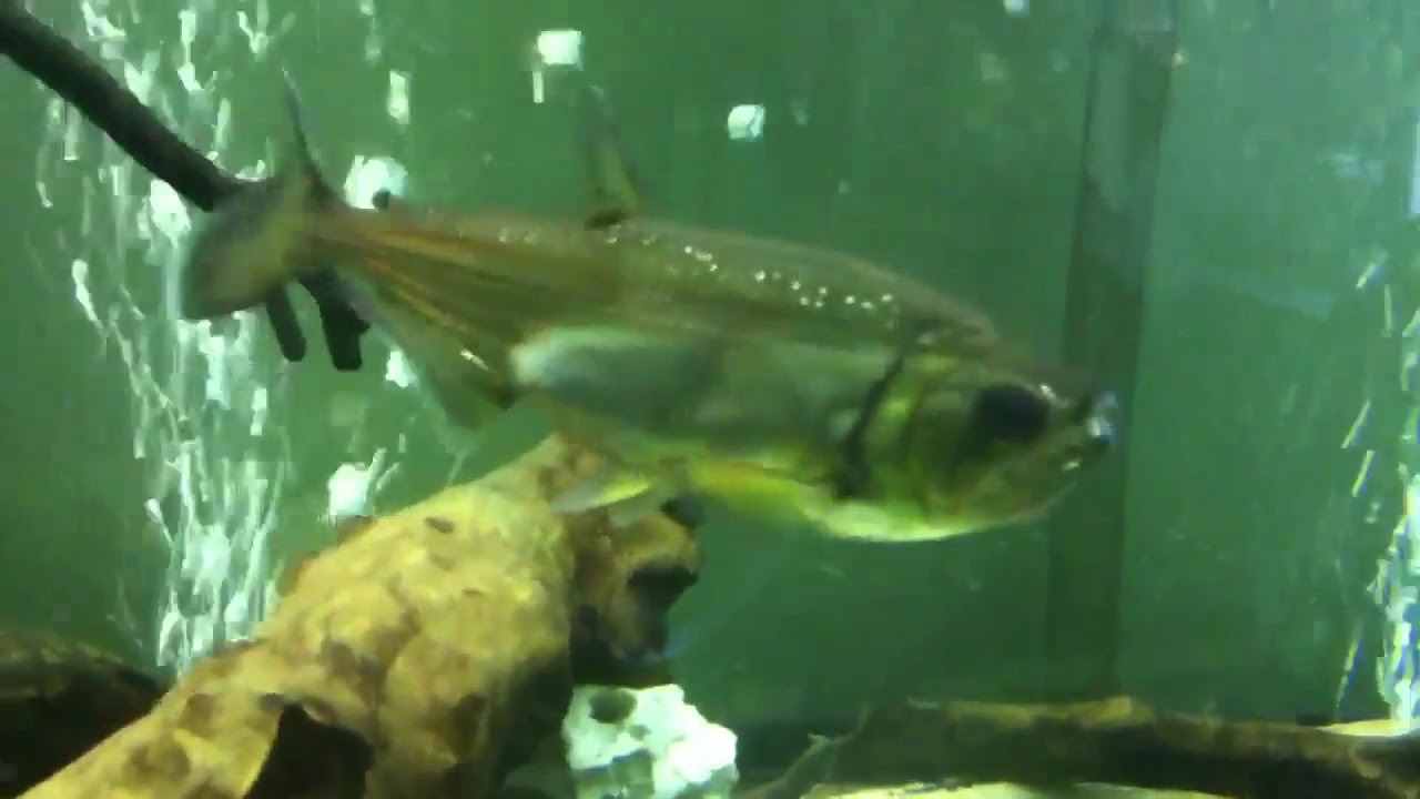 vampire tetra vampire tetra