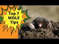 How To Get Rid of Moles in Your Yard