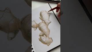 draw ginger root from nature with colored pencils #shorts #sketch #realistic #art #artinprogress Profile