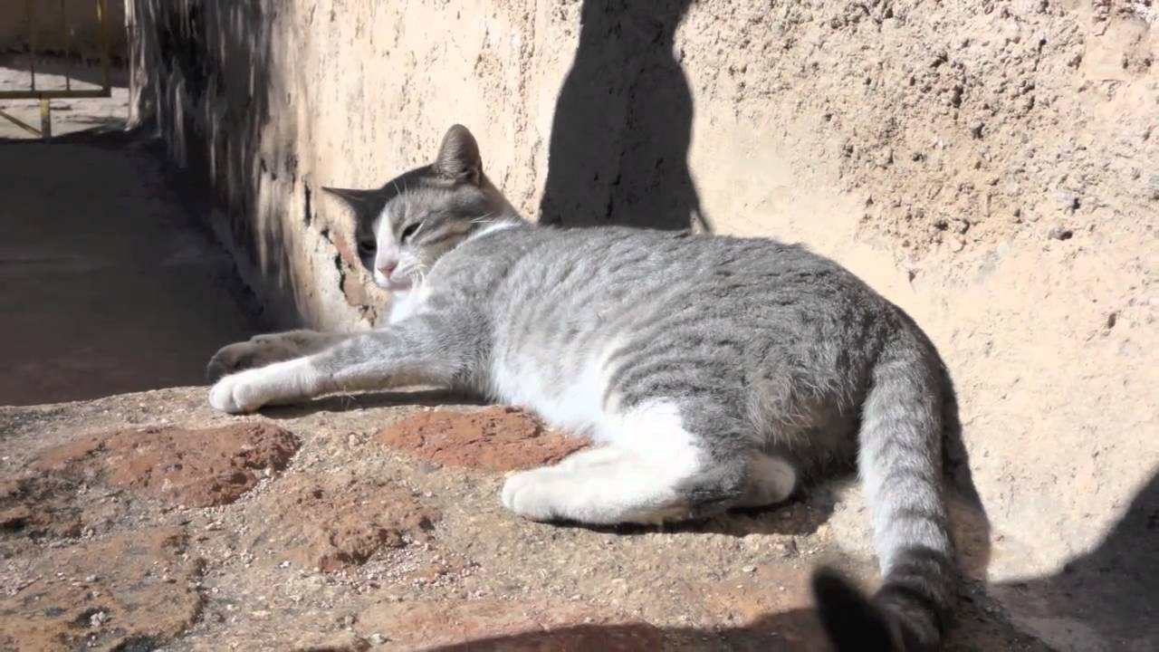 CATS of Morocco YouTube