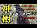 これぞ神樹！オオクワがいそうな大木をついにみつけた！カブトムシ・クワガタ・昆虫採集（くろねこチャンネル）