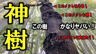 これぞ神樹！オオクワがいそうな大木をついにみつけた！カブトムシ・クワガタ・昆虫採集（くろねこチャンネル）