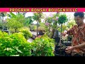 Cara program bougenville supaya rimbun berkelas kontes bonsai