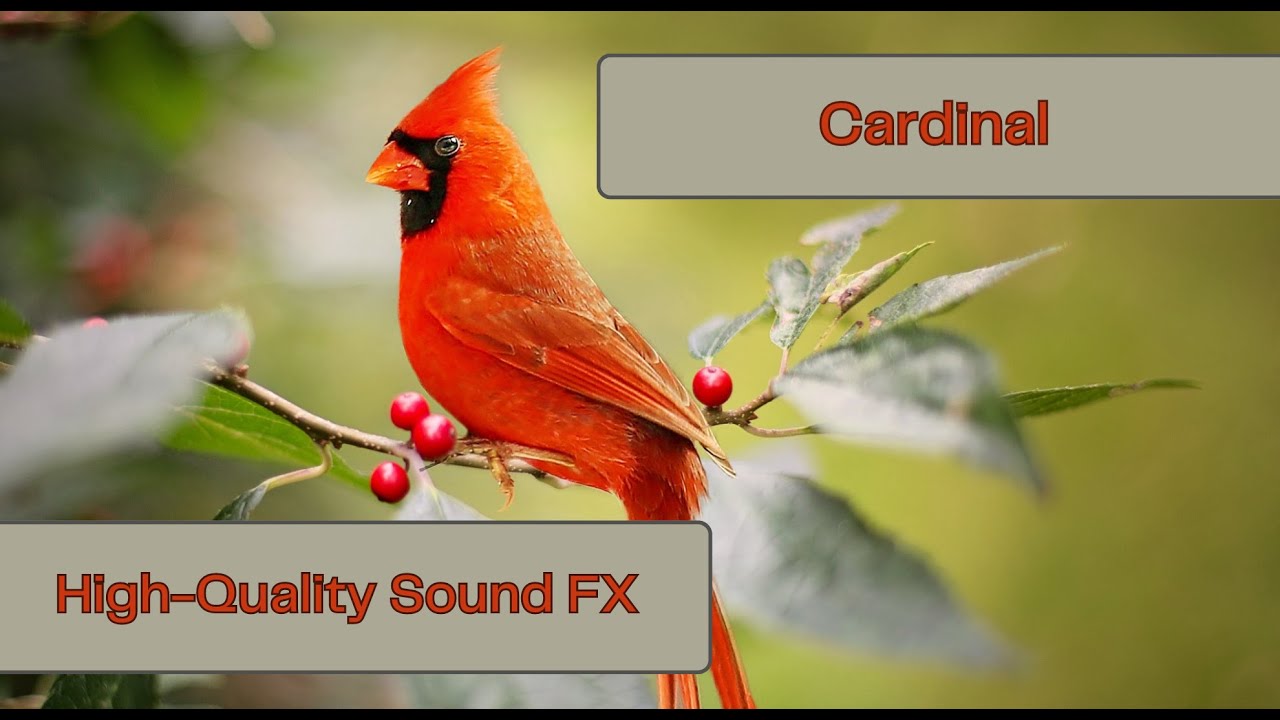 Cardinal Bird Call Sound Effect | High-Quality Sound FX - YouTube