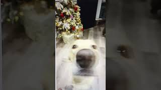 happy dog #funny  #dogs