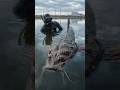 Top 10 Terrifying Chernobyl Mutations Caught on Camera - Part 2
