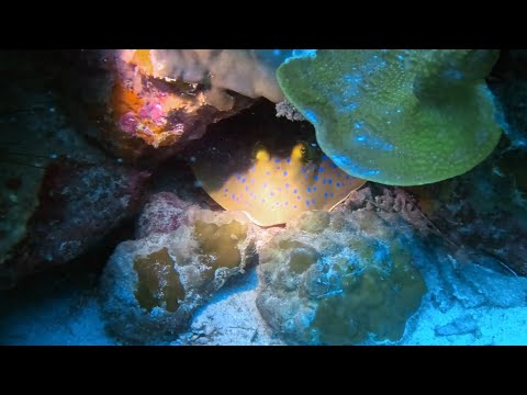Sleepy Blue Spotted Rays - Diving Blueberry Hill - Koh Chang - Thailand