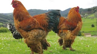 44 pounds heavy, Brahma, the largest chicken breed in the world that you may not know about.