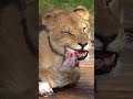 牛骨をかじる「ナナ」😸🦴 多摩動物公園