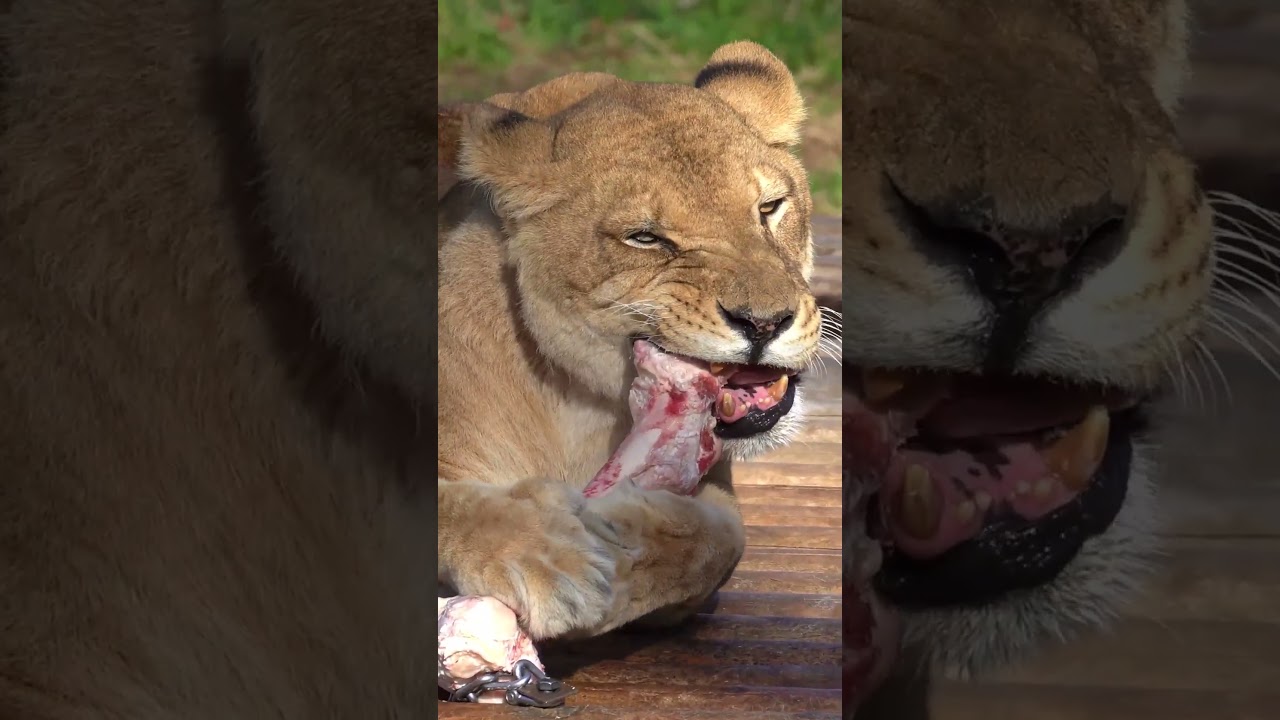 牛骨をかじる「ナナ」😸🦴 多摩動物公園