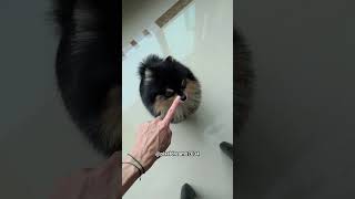 Taehyungs Dog, Yeontan Sadly Ped Away Rest In Peace Yeontan
