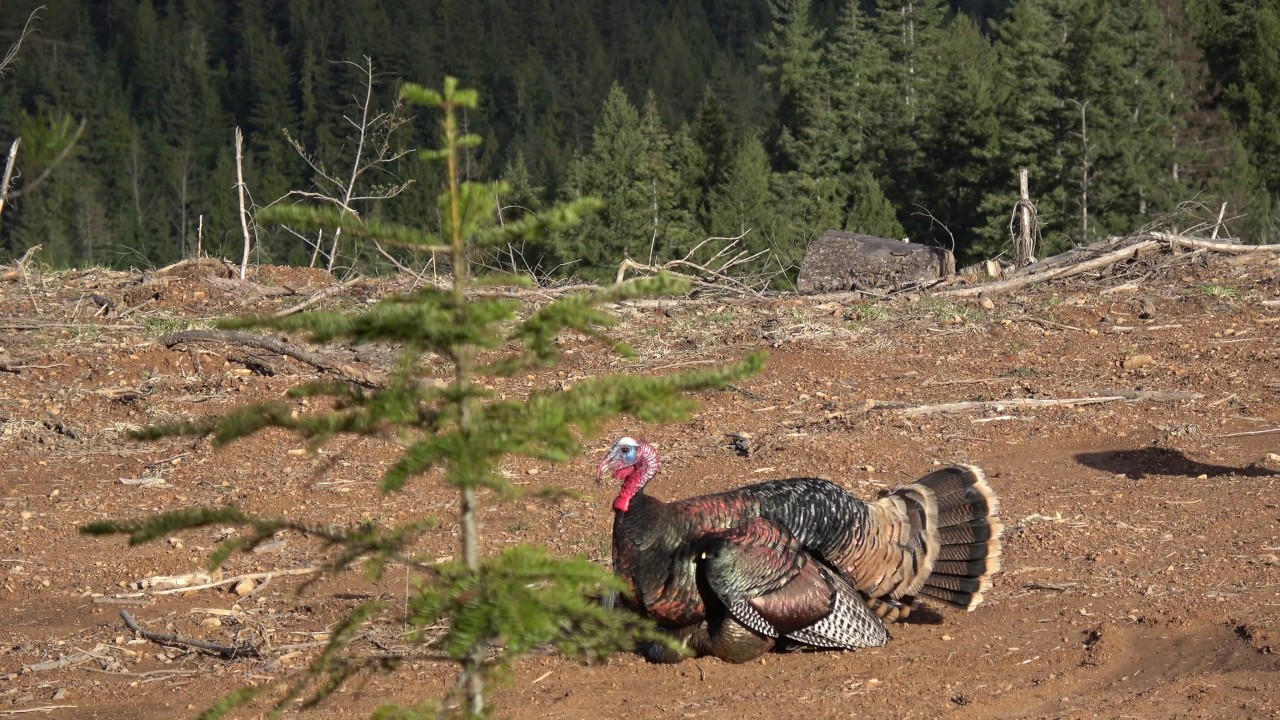Turkey Hunting North Idaho Patience Pays Off YouTube