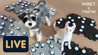 モネとフーフー  \/  しゃべる犬と猫  会話ボタンの質問などなど☺️