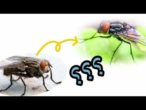 فيديو: لماذا يفرك الذباب كفوفه على كفوفه