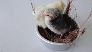 Cute chicks /sevimli civciler