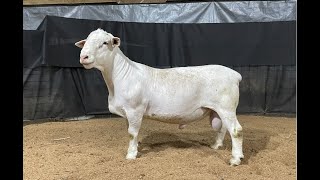 4539 Yearling Ram Online at Tays Realty Auction LLC