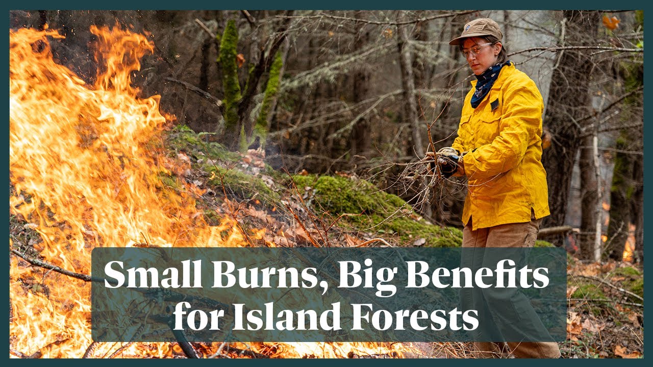 Small Burns, Big Benefits for Island Forests | San Juan Island