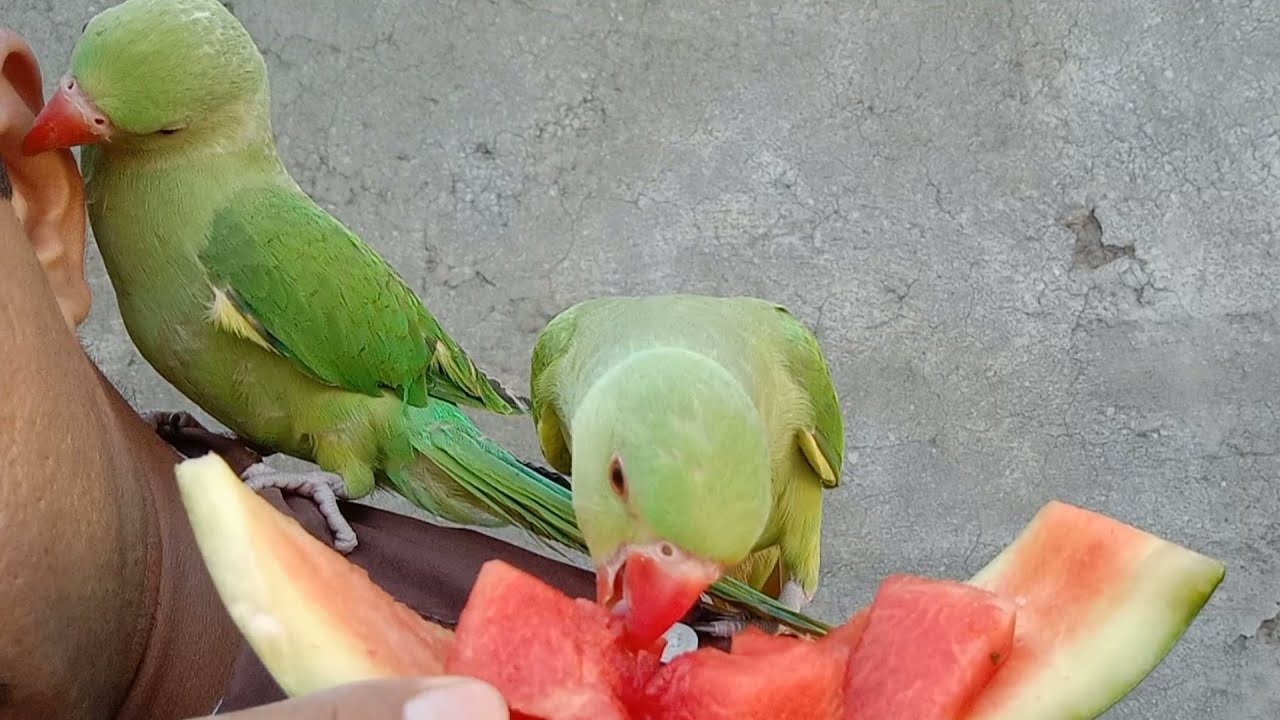 My parrots eating watermelon 2022 green parrots eating water melon