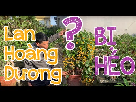 Video: Cây Hoàng Dương Thường Xanh (42 ảnh): Trồng Và Chăm Sóc, Mô Tả Về Cây Bụi Buxus Thường Xanh, Nơi Trú Ngụ Của Cây Trong Mùa đông