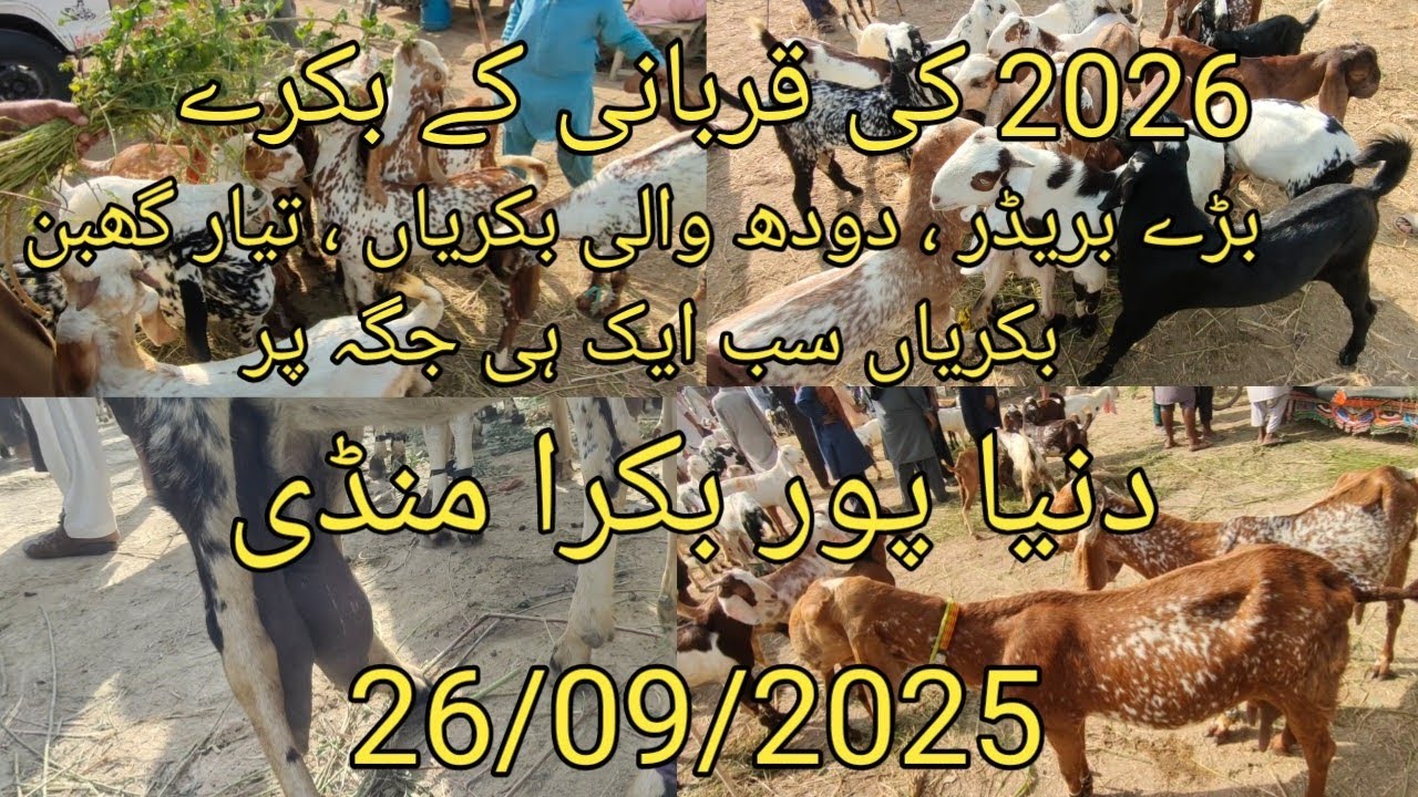 Dunyapur bakra mandi 2026 qurbani k bakrey ,26/09/2025 / دنیا پور بکرا منڈی 