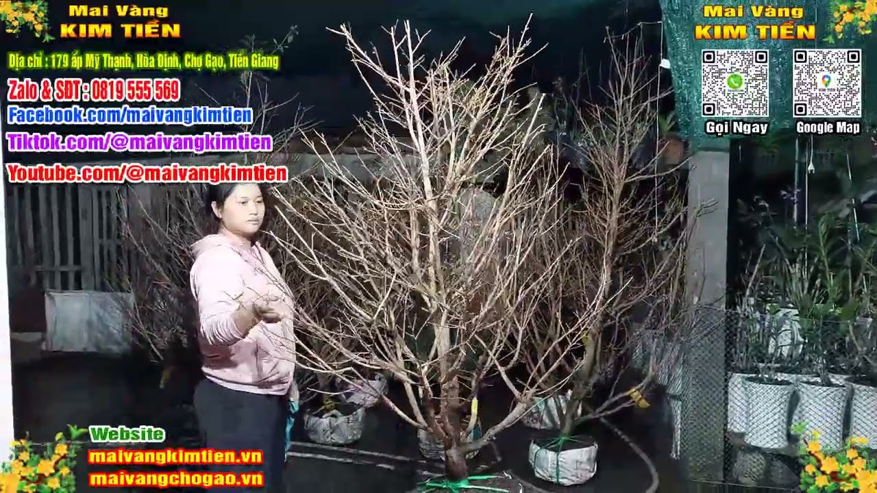 Mai Vàng Nhiều Nụ Đón Tết Bao Ship Toàn Quốc - Mai Vàng Kim Tiền Chợ Gạo