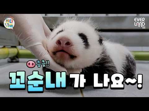 (심장주의) 꼬순내가 <strong>화면</strong> 뚫고 나요ㅠㅠ💚｜#판다와쏭 #264