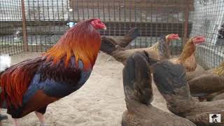 Las 10 mejores razas de gallos de pelea