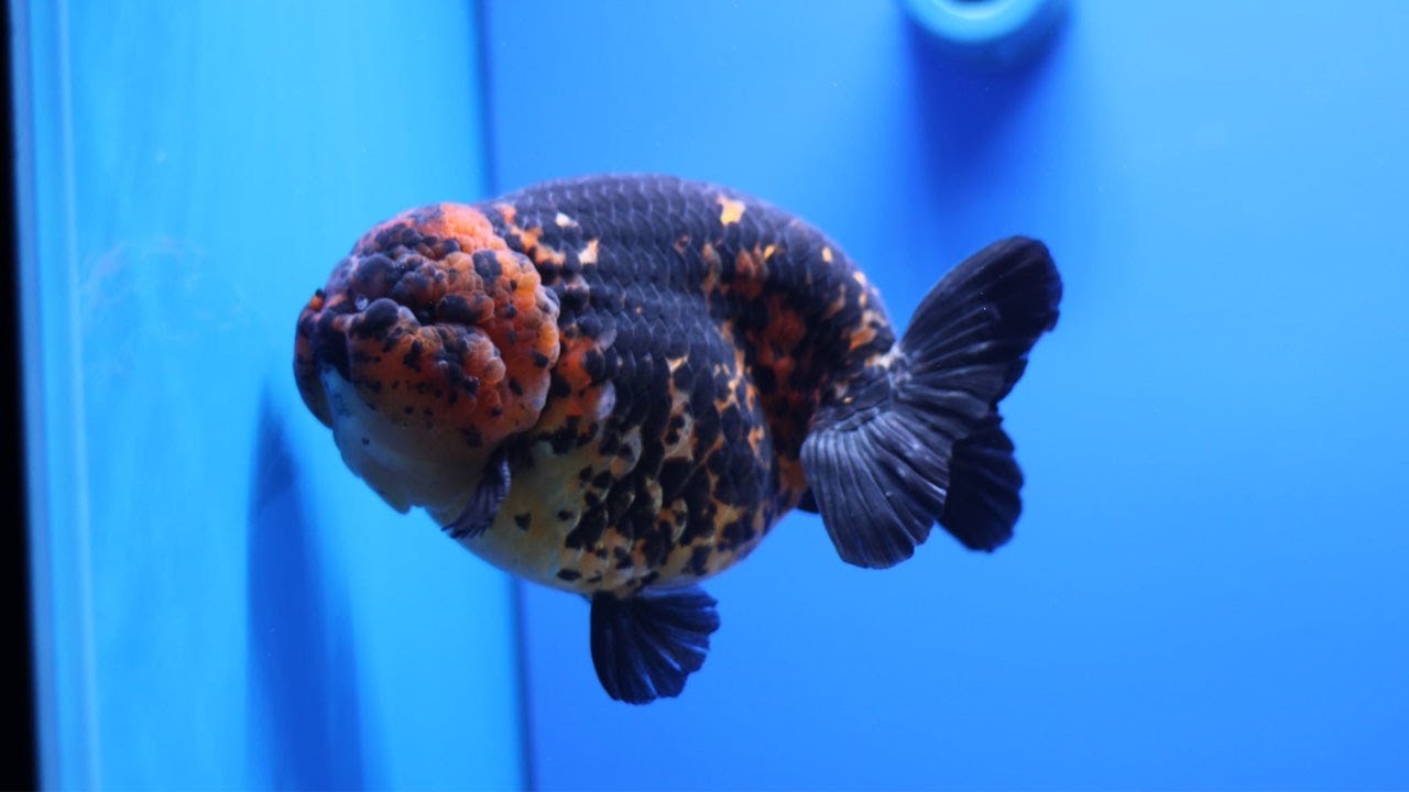 美しい金魚をお楽しみください 高品質の金魚 Youtube