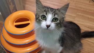 Kitten Spays, Kitten Visitations & Bonus Updates On Former Foster Kittens Kitten Spays, Kitten Visitations & Bonus Updates On Former Foster Kittens