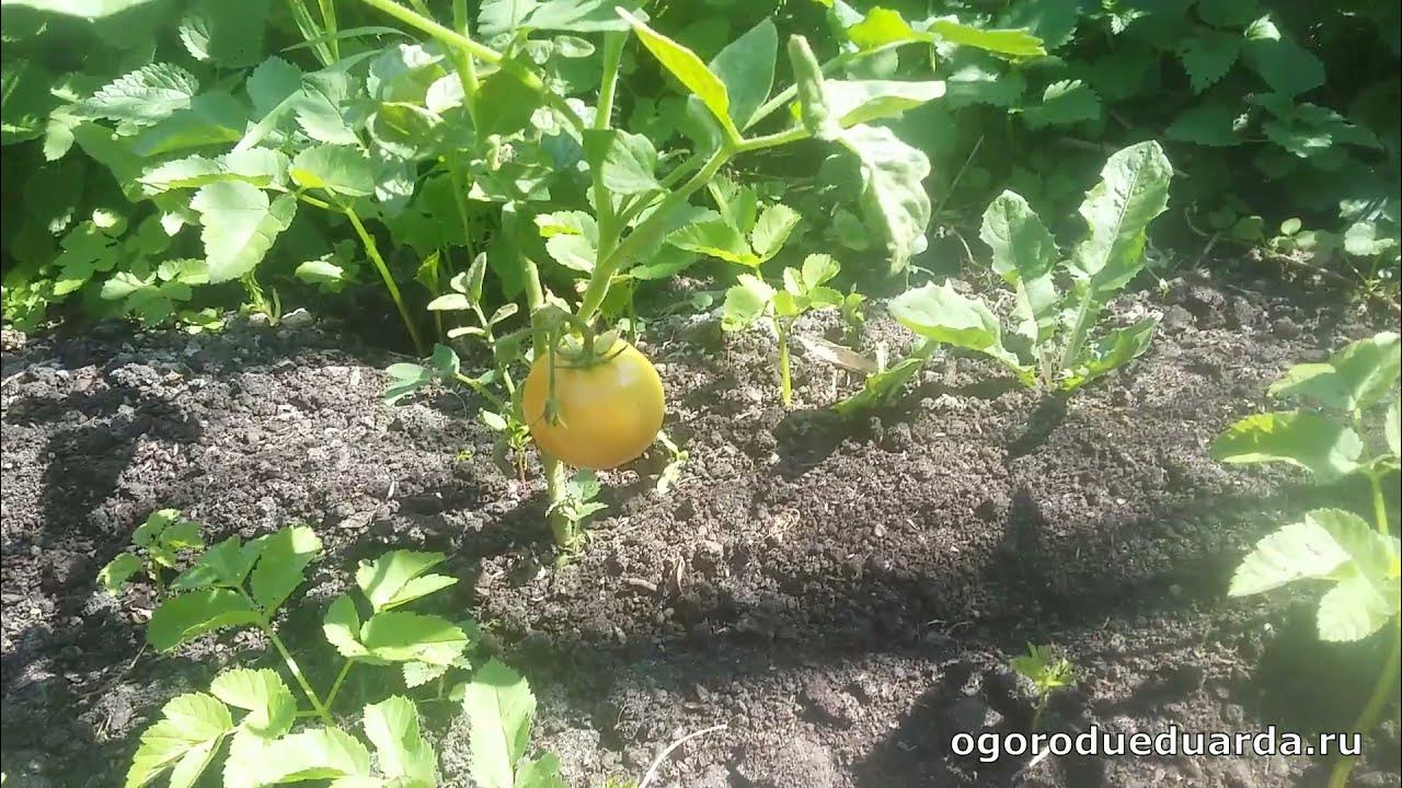 Томат санька в открытом грунте. Томаты в открытом грунте в подмосковье. помидоры в открытом грунте в подмосковье. санька помидоры в огороде.