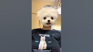 Tik Tok Hot 🔥🔥🔥 Challenge Boobs With Filter Dogs
