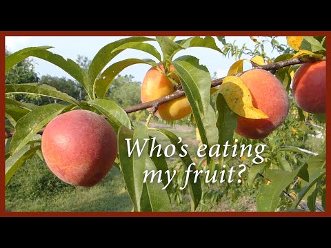 Video: Oes van nektarienbome - Leer hoe en wanneer om 'n nektarien te pluk