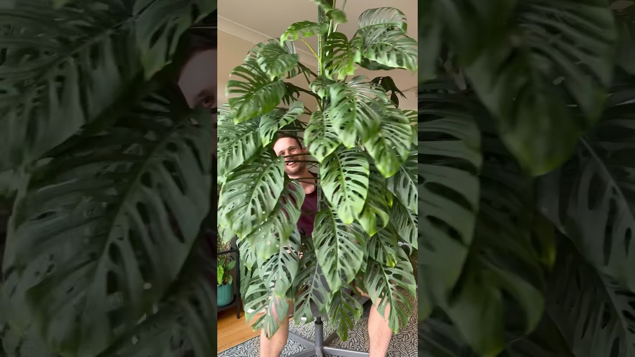 Monstera adansonii subspecies laniata :) #monstera #houseplants - YouTube