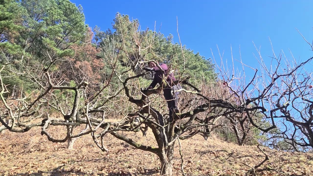 #만평농장 #단감나무 #전지전정 #가지치기