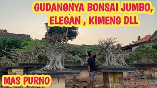KOLEKSI BONSAI TERBESAR DI RENGEL,DARI BAHAN SAMPAI KELAS JADI📞 0857-3333-6888 @JeckpaeyBonsai91