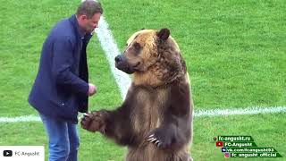 Russian bear on football pitch